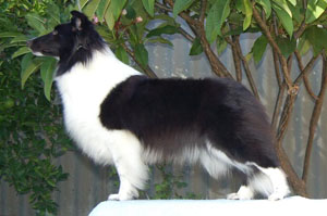 Darcy